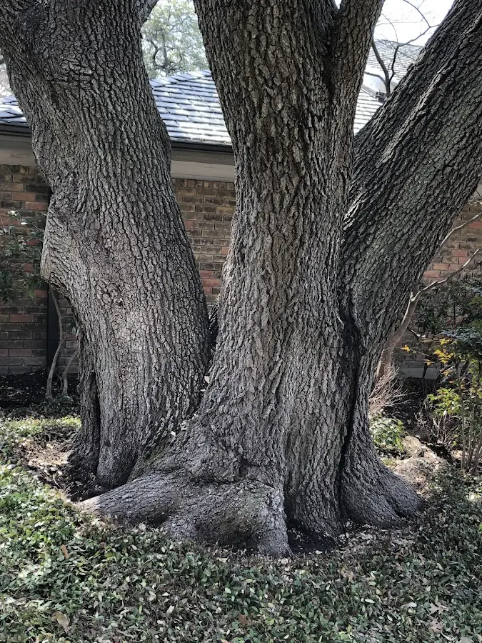 Mature heritage tree close to a Montezuma property cared for by certified arborists